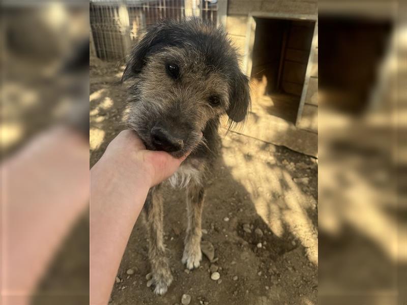 ♥TOMMY♥ wundervoller Rüde, der aussieht wie ein Kuschelbär 51 cm