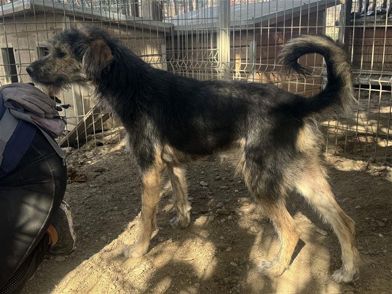 ♥TOMMY♥ wundervoller Rüde, der aussieht wie ein Kuschelbär 51 cm