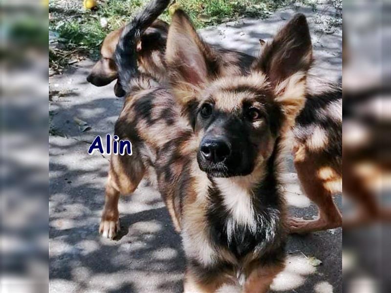 ALIN ❤ sucht seine Für-Immer-Familie