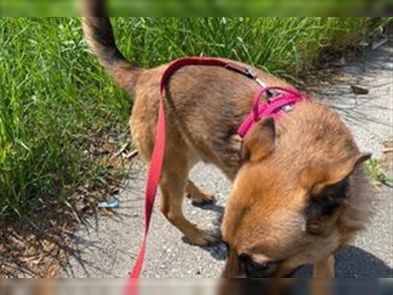 ARCHIE - aktiver, neugieriger und verspielter Junghund sucht unternehmungslustige Menschen