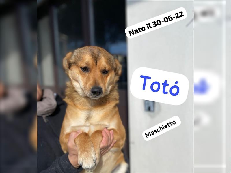 Toto: „Wo finde ich eine sichere Heimat?“