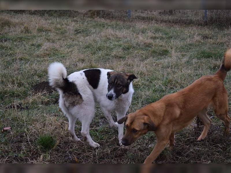 Shar, einst als Junghund von der Strasse gerettet