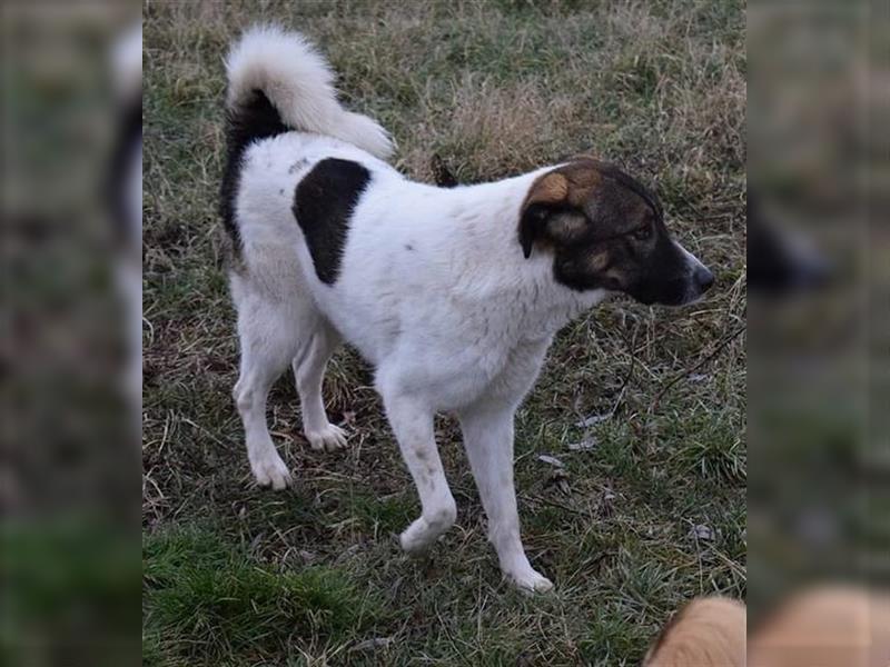 Shar, einst als Junghund von der Strasse gerettet