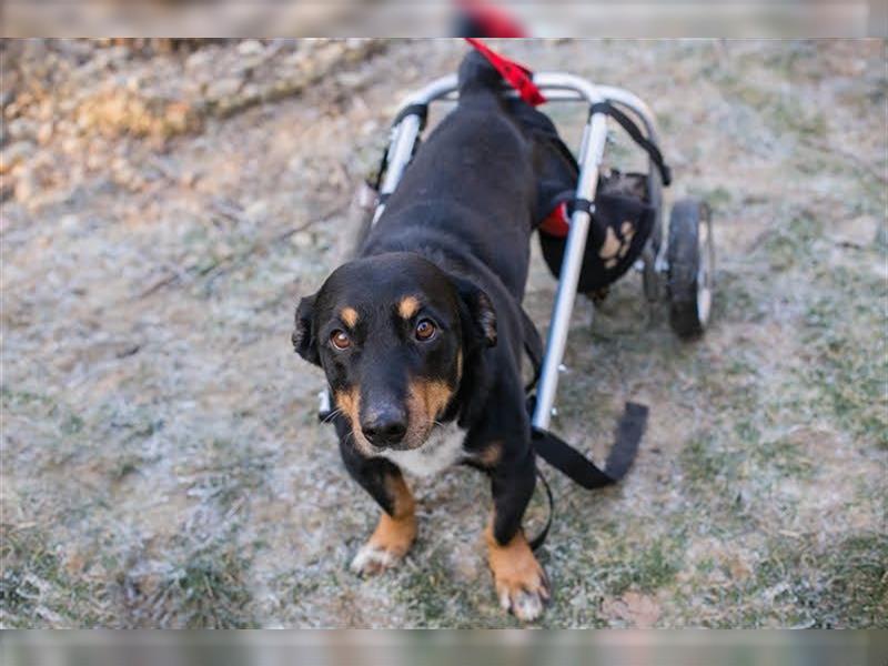 Rollihund SIDNEY - das Wunder von Prijatelji!!!!