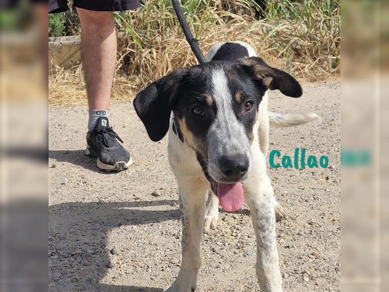 Callao 01/22 (ESP) - super sympathischer, geselliger, verträglicher und verspielter Junghund!