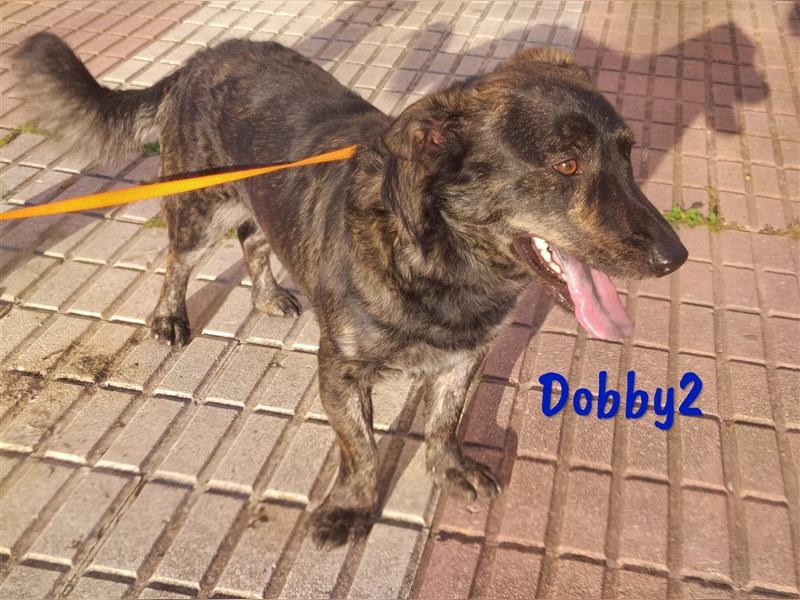 Dobby2 10/2022 (ESP) - sehr netter, gehorsamer und sportlicher, kleiner Rüde!