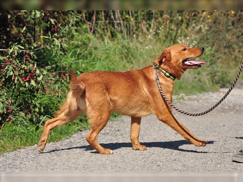 Borko S218 ist ein echter Spaßvogel