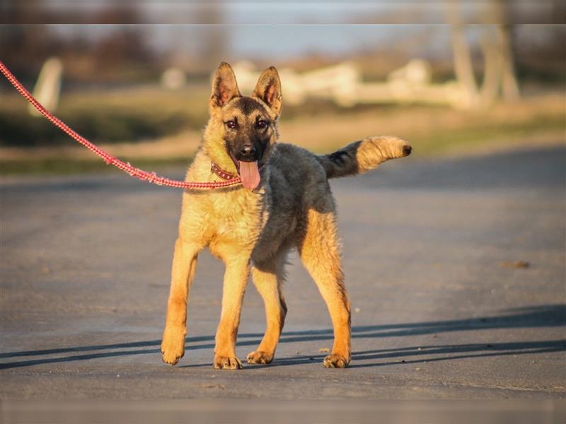 Beni Schäferhundmischling Rüde ca. 1,5 Jahre alt z-Zt. in Ungarn