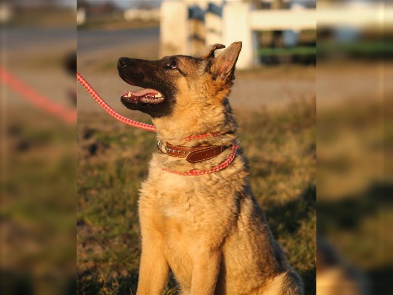 Beni Schäferhundmischling Rüde ca. 1,5 Jahre alt z-Zt. in Ungarn
