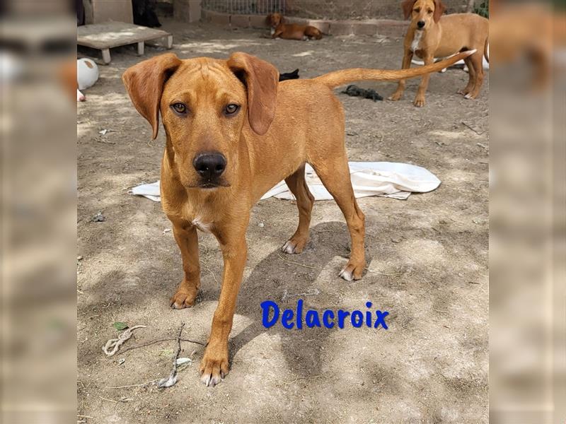 Delacroix 11/2022 (ESP) - verspielter und aufgeschlossener, süßer Jagdhund-Mix Junghund!