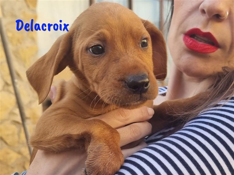 Delacroix 11/2022 (ESP) - verspielter und aufgeschlossener, süßer Jagdhund-Mix Junghund!