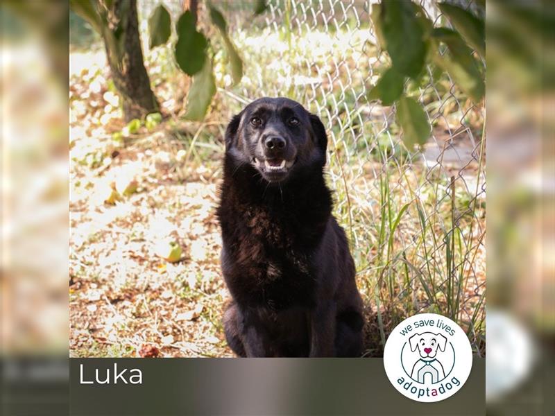 Luka: Sucht ein Zuhause