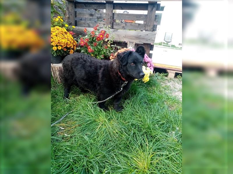 Welpe/Junghund Stevie, lebt in Koblenz in einem Tierheim