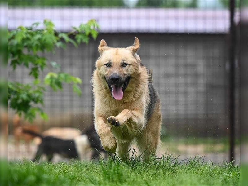 Marley sucht ein Zuhause