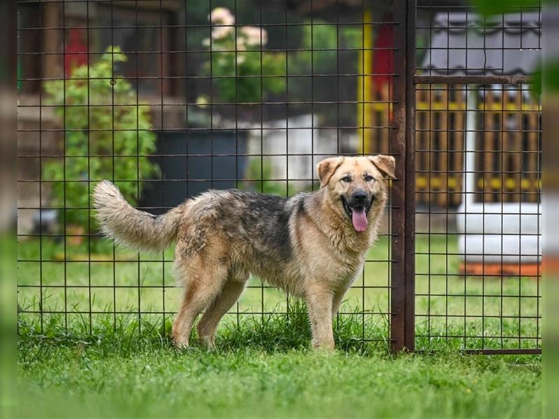 Marley sucht ein Zuhause