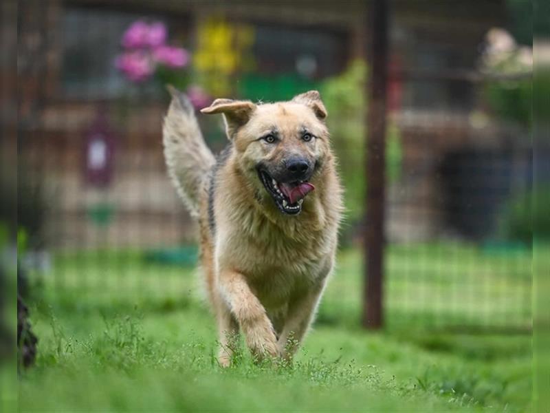 Marley sucht ein Zuhause