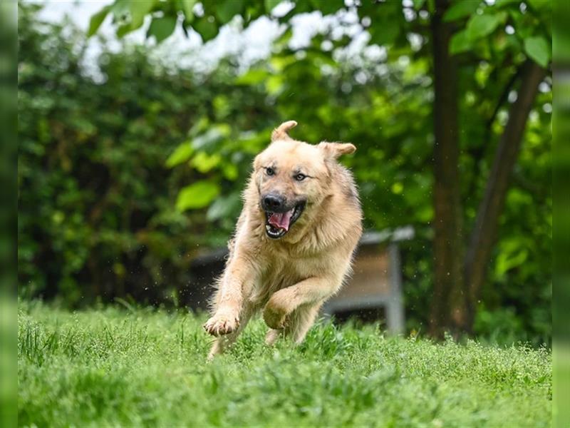 Marley sucht ein Zuhause