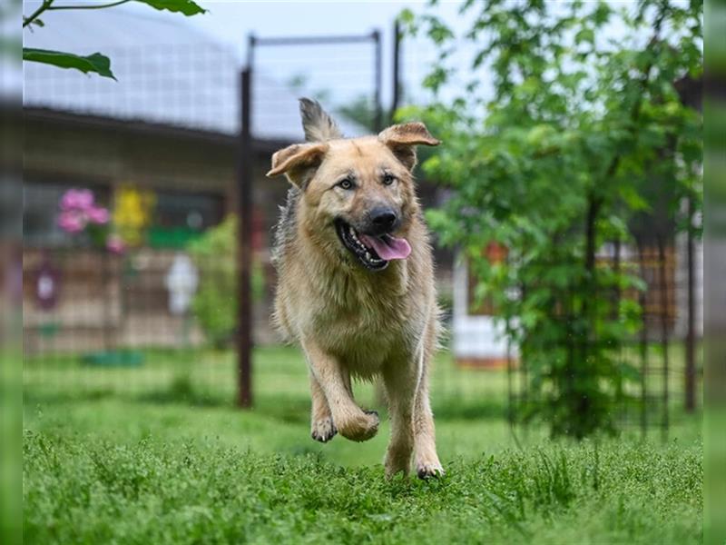 Marley sucht ein Zuhause