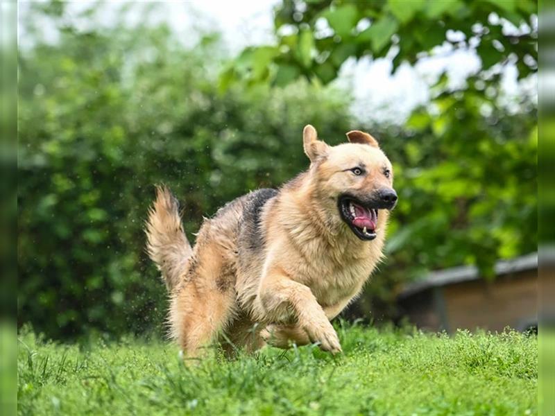 Marley sucht ein Zuhause