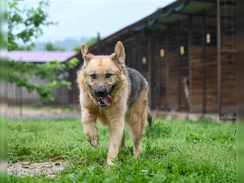 Marley sucht ein Zuhause