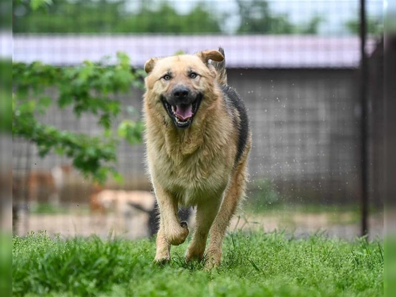 Marley sucht ein Zuhause