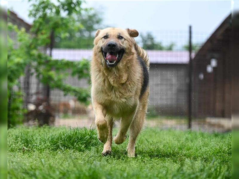 Marley sucht ein Zuhause