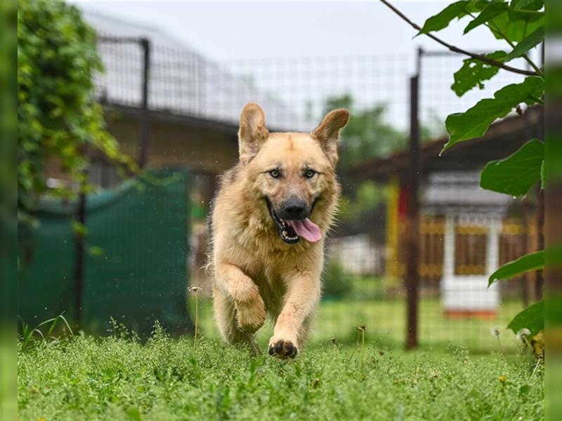 Marley sucht ein Zuhause