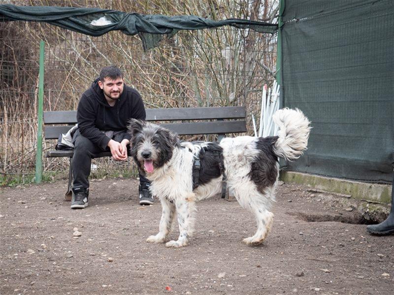 Traumhund POPEYE - Seele von Hund, liebt Menschen, ist offen, fröhlich, unkompliziert