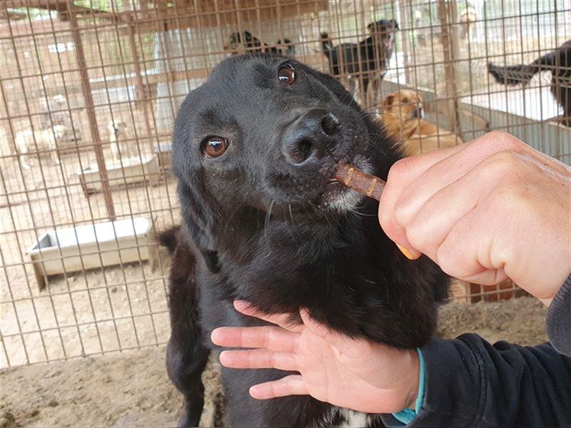 PIPPO sehr menschenbezogener,anhänglicher Junghund; Bilder zeigen einfach nicht,wie toll er ist 48cm