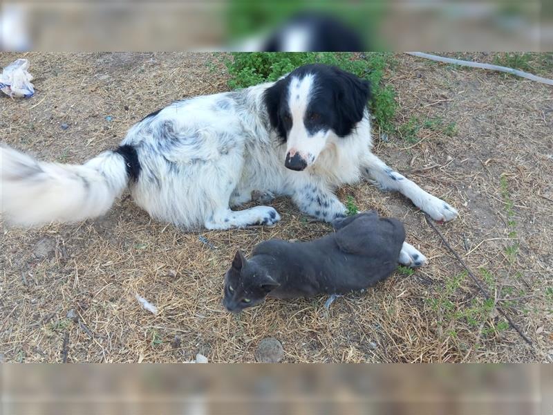 Flipper – junges Naturtalent auf der Suche nach familienhundlichen und gern weiteren Aufgaben