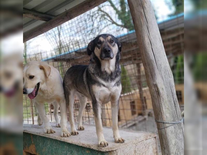 Silver - optisch und charakterlich ein Traum