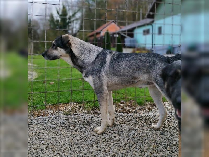 Silver - optisch und charakterlich ein Traum