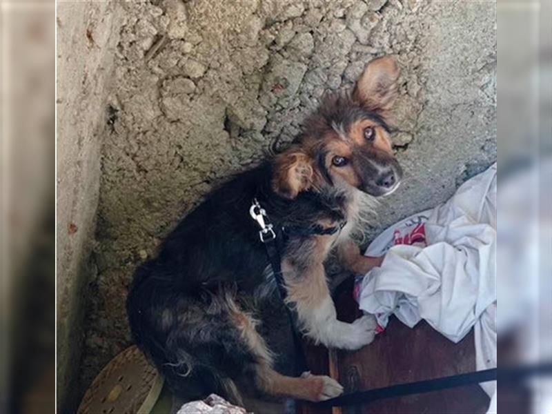 TOPO-Hundekind sucht erfahrene Menschen mit Herz