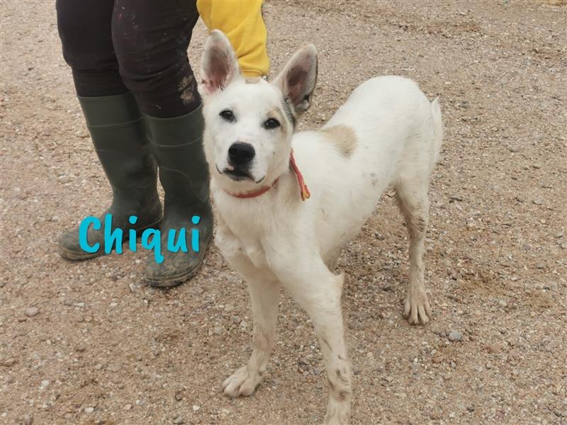 Chiqui 09/2022 (ESP) - lieber und menschenbezogener Begleiter und Familienhund!