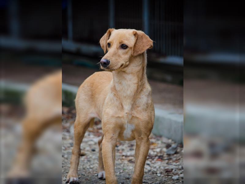 COOPER wünscht sich sein Glückskörbchen