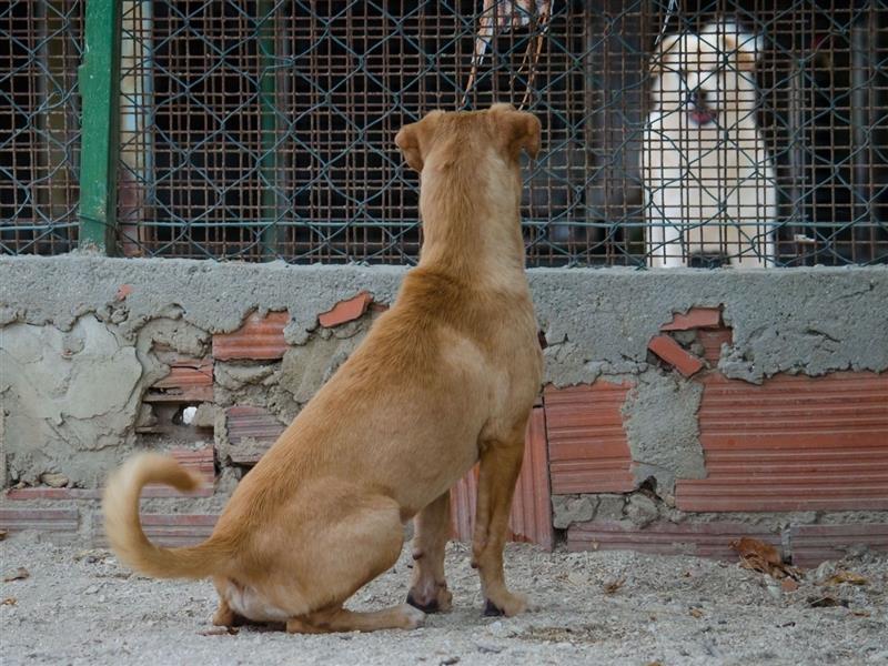 COOPER wünscht sich sein Glückskörbchen