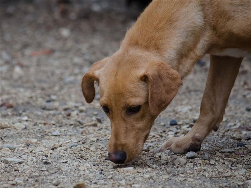 COOPER wünscht sich sein Glückskörbchen