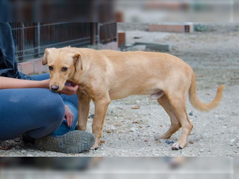 COOPER wünscht sich sein Glückskörbchen