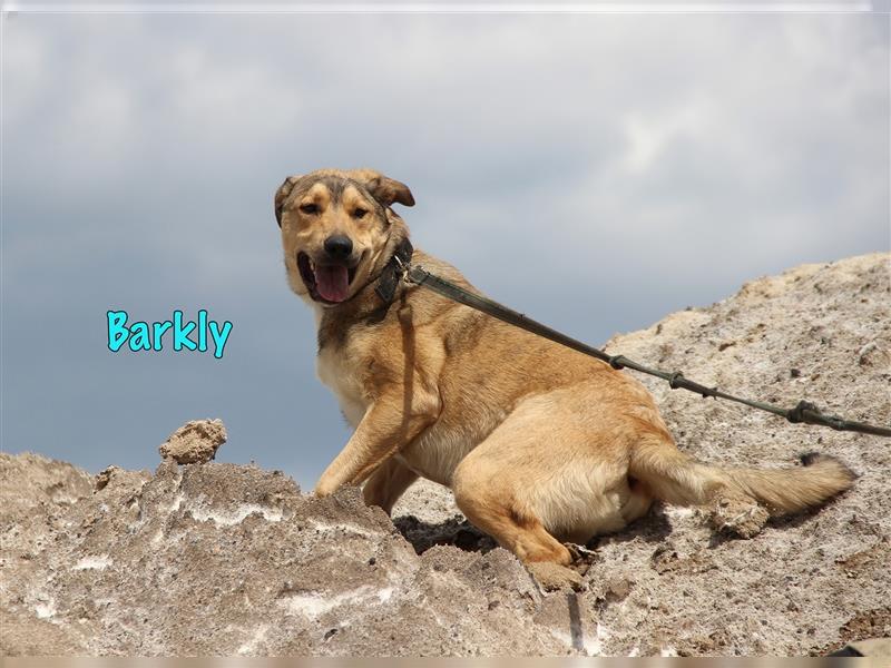 Barkly 06/22 (RUS Pflegestelle) - offener, verspielter, verträglicher und aufmerksamer Jungrüde!