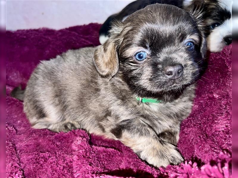 Malteser/Shih-Tzu