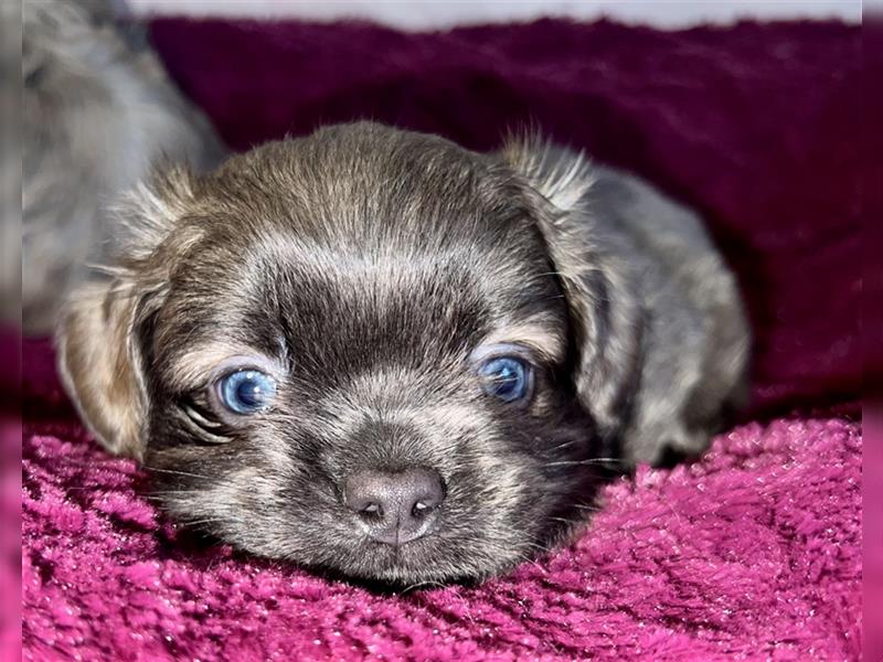 Malteser/Shih-Tzu