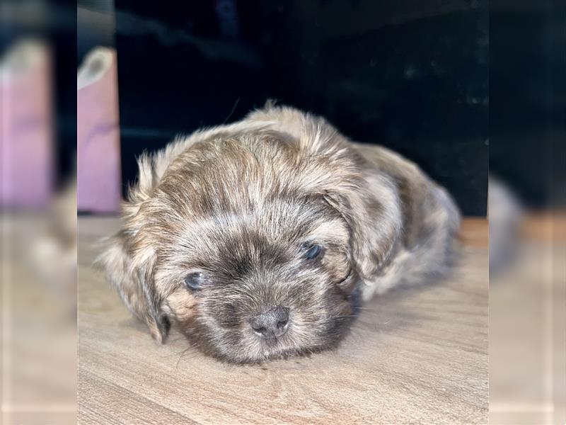 Malteser/Shih-Tzu