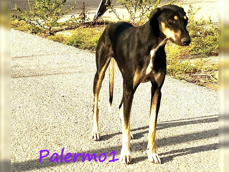 Palermo1 02/2021 (GR) - zarter, ruhiger, geselliger und verspielter Rüde!