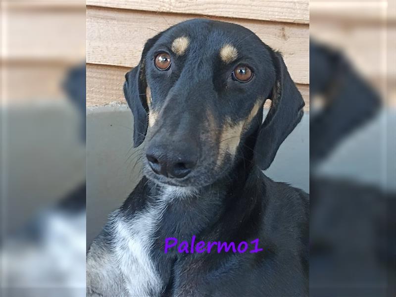 Palermo1 02/2021 (GR) - zarter, ruhiger, geselliger und verspielter Rüde!