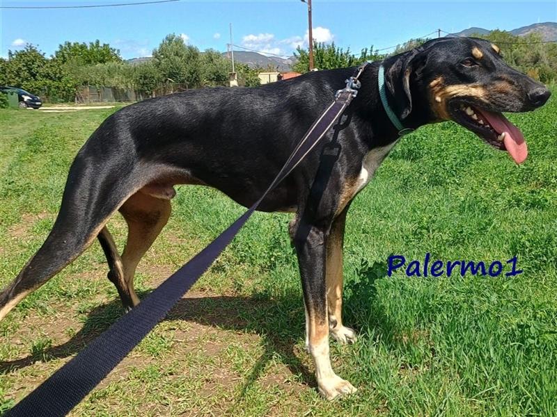 Palermo1 02/2021 (GRC) - sanfter, ruhiger, geselliger und verspielter Griechischer Windhund!