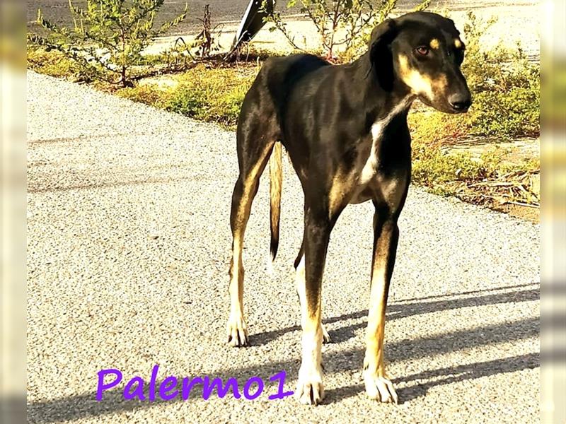 Palermo1 02/2021 (GRC) - sanfter, ruhiger, geselliger und verspielter Griechischer Windhund!