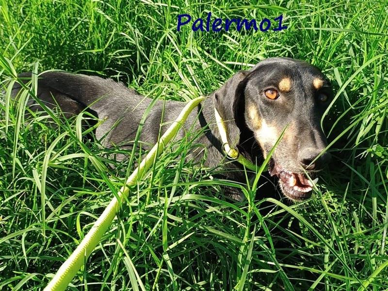 Palermo1 02/2021 (GRC) - sanfter, ruhiger, geselliger und verspielter Griechischer Windhund!