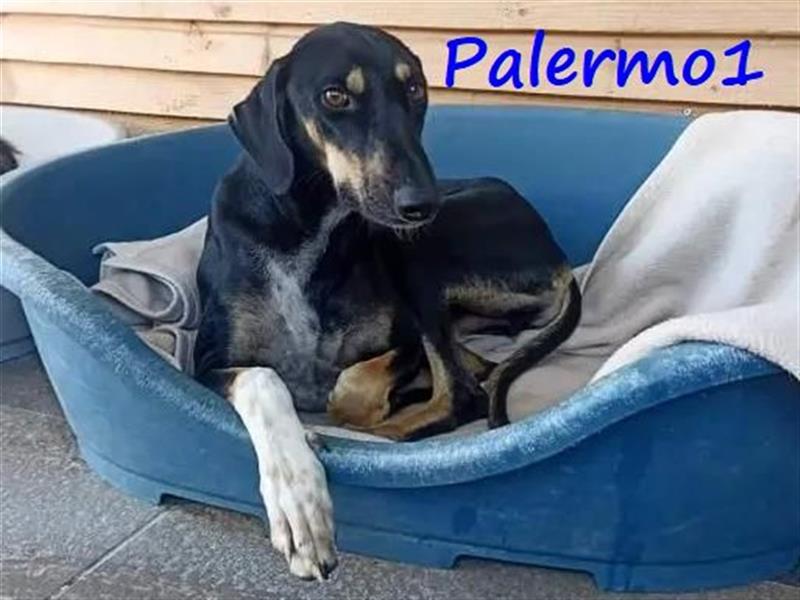 Palermo1 02/2021 (GRC) - sanfter, ruhiger, geselliger und verspielter Griechischer Windhund!