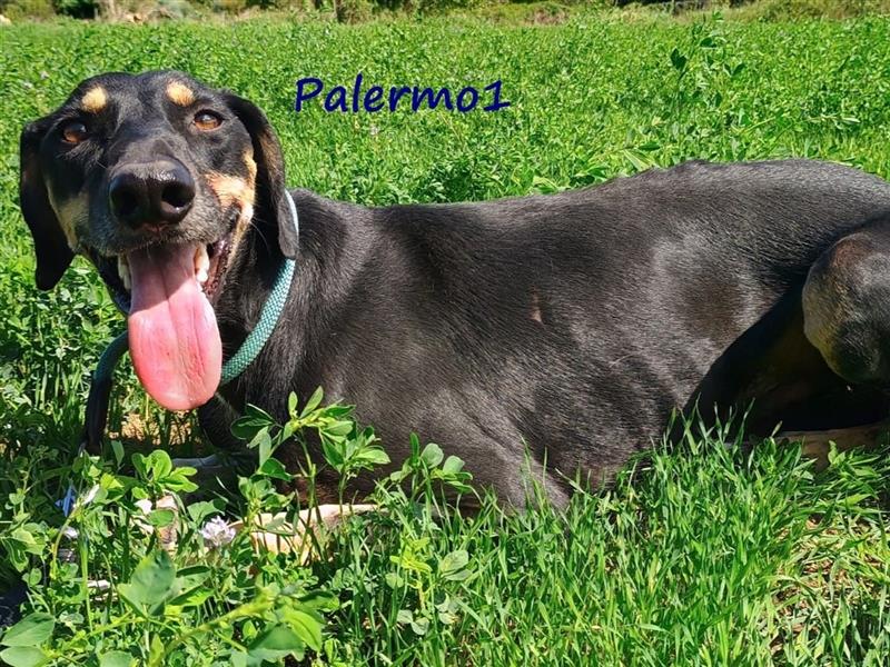 Palermo1 02/2021 (GRC) - sanfter, ruhiger, geselliger und verspielter Griechischer Windhund!