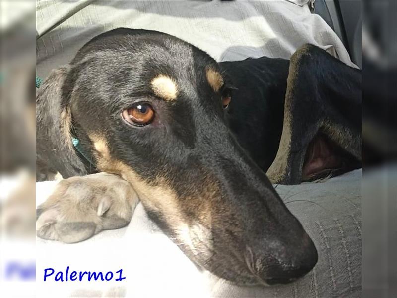 Palermo1 02/2021 (GRC) - sanfter, ruhiger, geselliger und verspielter Griechischer Windhund!